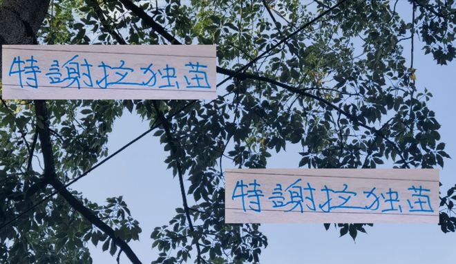 特谢拉成为申花外援亚冠独苗！ 续约能稳吗？
