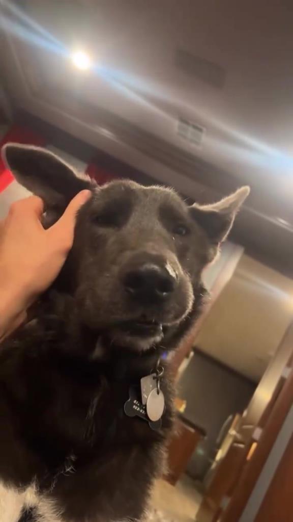 一房一车一狗！切特分享生活日常！