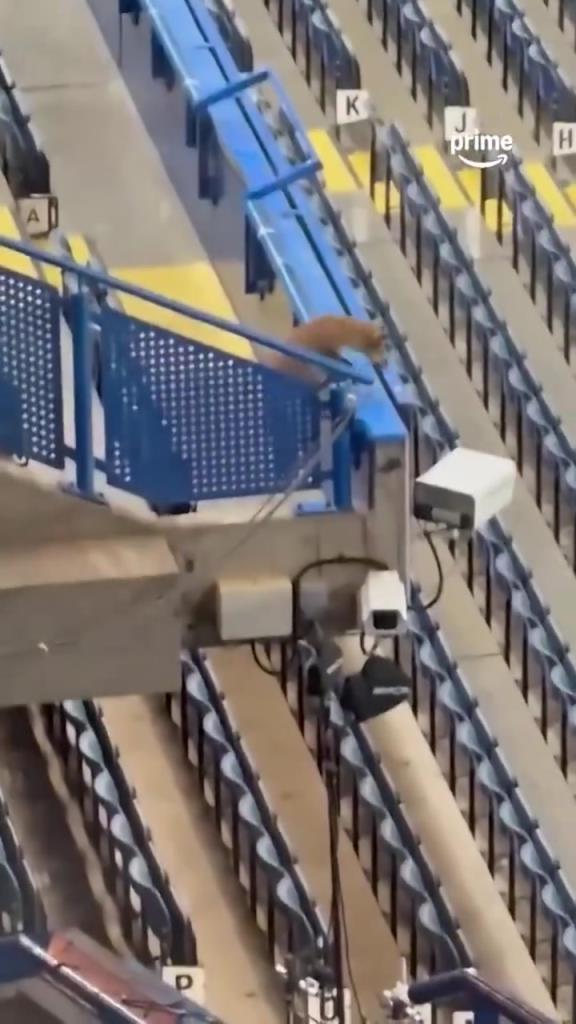 切尔西欧冠赛前，斯坦福桥看台上一只狐狸出没