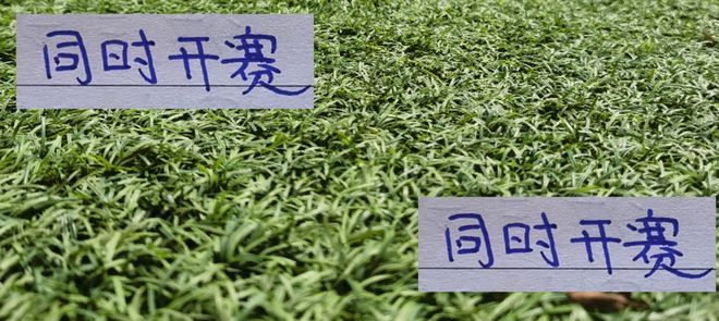 申花不用擔心海港先出場！最後一輪同時開賽 二弟就別抱怨大哥