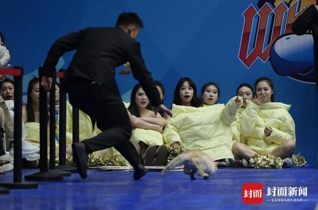 CBA賽場“意外”：兩只貓咪闖入搗亂，保安上演爆笑追逐戰