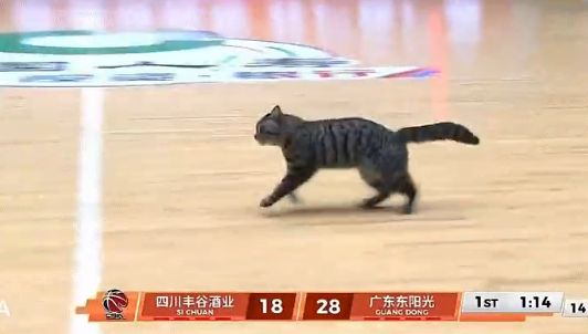 WC！陳國豪！太奇葩了...