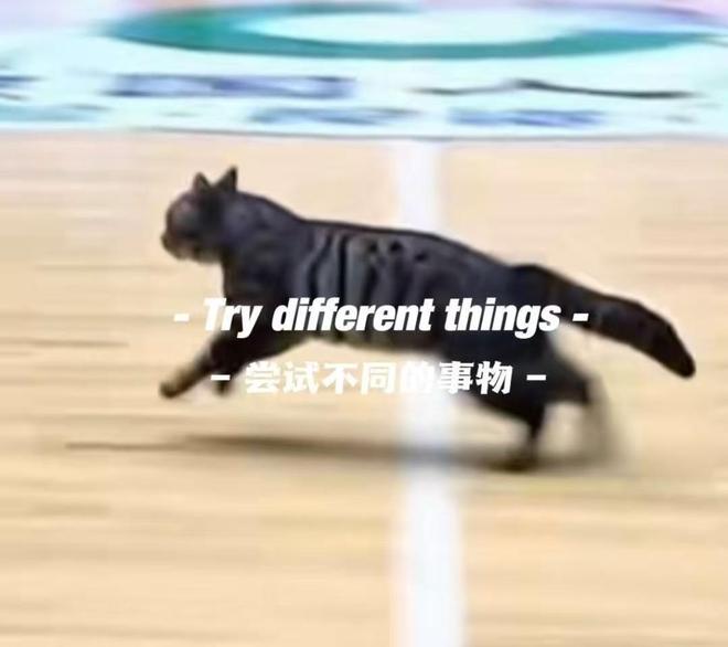 貓貓也想打球，廣東四川CBA比賽中場地內跑進一只小貓