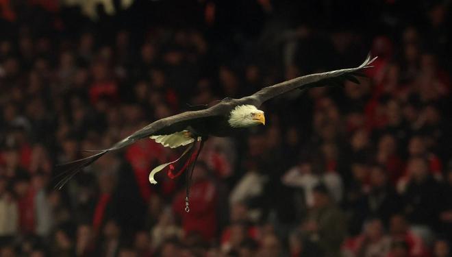 本菲卡官方：将对普雷斯蒂安尼被停赛提出上诉