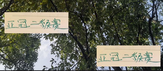 亚冠二级联赛 北京国安也是抄申花作业 就是一个外援首发！
