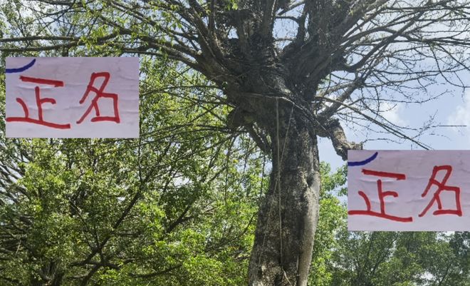 又无法为中超正名！ 海港三大主力因伤缺席 其实可以把亚冠当冬训