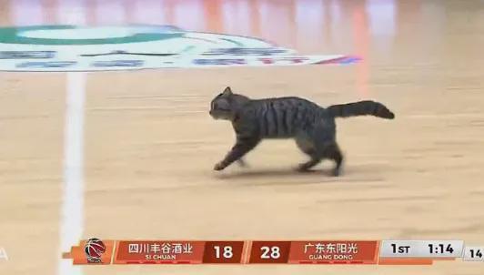 5+3！陈国豪暴揍老东家！CBA又一奇葩条款诞生