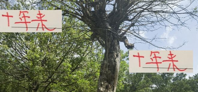 這10年來！海港無論外戰(zhàn)亞冠 內戰(zhàn)中超 都是國內一哥的位置