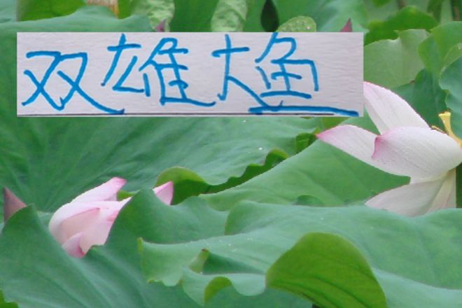 开窗11天了！申花跟海港官宣的新人刚3个 但有大鱼就够了