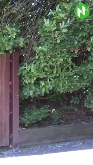 阿森纳双核火线复出，欧冠生死战前48小时训练场现身